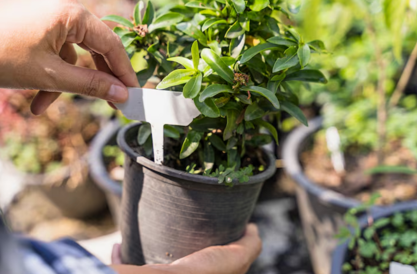 Plant Labels & Markers