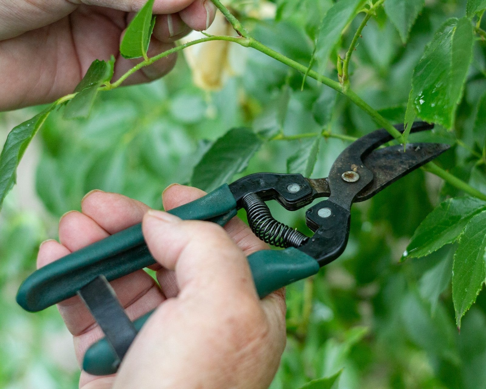 Pruning Shears