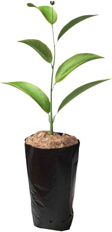 100 PCS Thicken Plastic Nursery Bags for Plants Fruit Flower Grow Bags Seedling Pots (6.69x11.81 in)