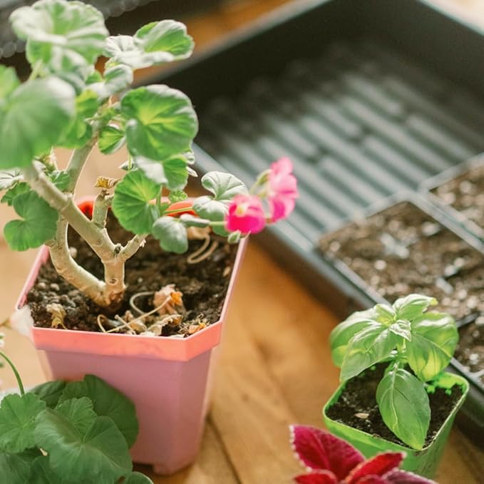 Bootstrap Farmer 1020 Trays - Extra Strength No Holes, 10 Pack, for Propagation Seed Starter, Plant Germination, Seedling Flat, Fodder, Microgreens