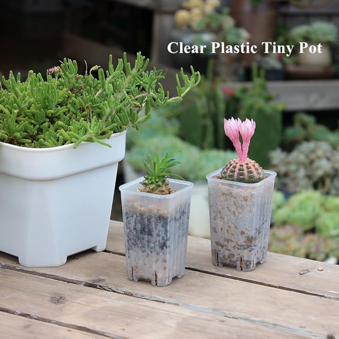 BangQiao 180 Pack 1.95 Inch Tiny Clear Plastic Square Nursery and Seedling Pot, Mini Deep Transplant Seed Starter Planter with Drain Hole for Germination, Herb, Succulent