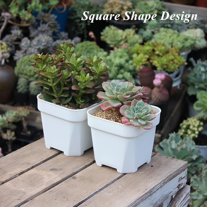 BangQiao 20 Pack 4.75 Inch Small White Plastic Square Nursery and Seedling Pot with Drainage Hole for Germination, Cactus, Herb, Succulent
