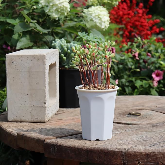 BangQiao 14 Pack 4.40 Inch White Plastic Deep Nursery and Seedling Pots, Round Planter Container for Transplanting, Cutting, Succulent