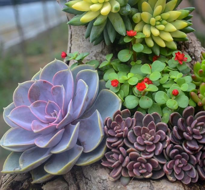 G GOOD GAIN Garden Succulent Kit with Organizer Bag, 15 Pieces Succulent Tools, Indoor Mini Hand Gardening Tools Set with Carrier for Bonsai Planter Miniature Fairy Planting Care(Green)