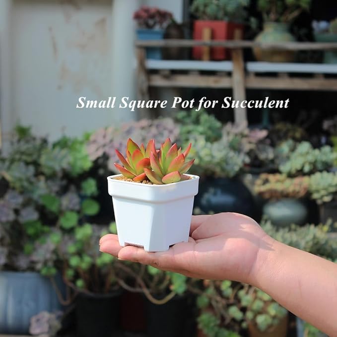 BangQiao 60 Pack 3.15 Inch Small White Plastic Square Nursery and Seedling Pot with Drainage Hole for Germination, Cactus, Herb, Succulent