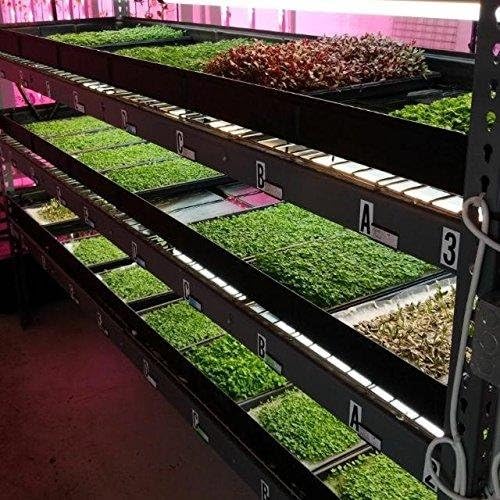 Bootstrap Farmer Microgreen Trays No Holes, 10 Pack White, Extra Strength Shallow 1020 Tray Grow Microgreens Wheatgrass Fodder Sprouting Plants