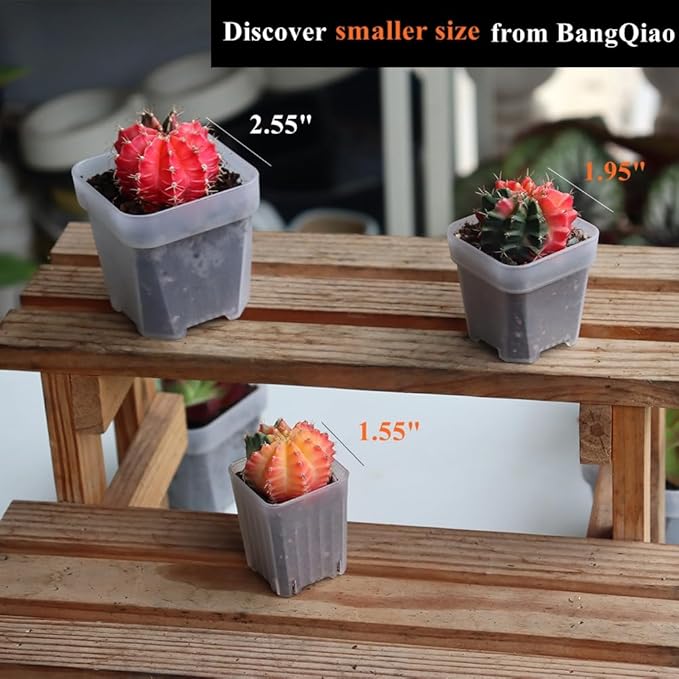 BangQiao 100 Pack 2.55 Inch Small Clear Plastic Square Nursery and Seedling Pot with Drain Hole for Germination, Cactus, Herb, Succulent