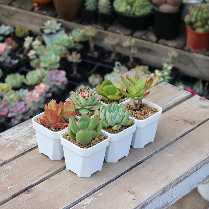 BangQiao 100 Pack 2.55 Inch Small White Plastic Square Nursery and Seedling Pot with Drain Hole for Germination, Cactus, Herb, Succulent