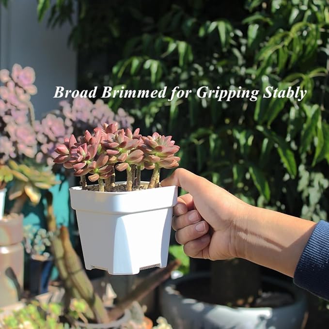 BangQiao 30 Pack 4.15 Inch White Plastic Square Nursery Seedlings Pot for Succulent, Cutting, Transplanting