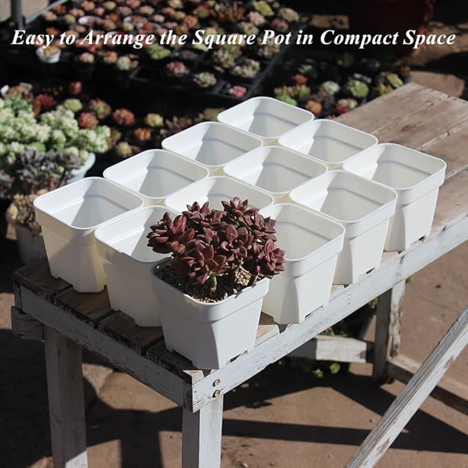 BangQiao 30 Pack 4.15 Inch White Plastic Square Nursery Seedlings Pot for Succulent, Cutting, Transplanting