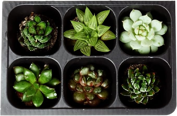 The Hydroponic City Seed Starter Tray, 1440 Cells (240 Trays - 6 Cells Per Tray) + Plant Stakes