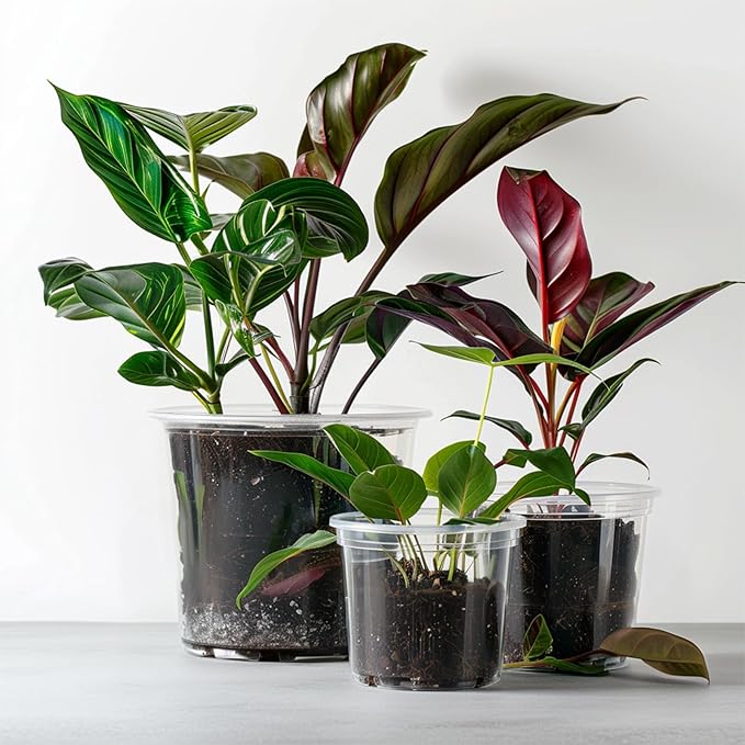 RAOOKIF 25 Pack 6 Inch Clear Nursery Pots with Drainage Holes, Flexible Plastic Nursery Pots for Plants, Reusable Garden Flower Pot, Seed Starter Pots