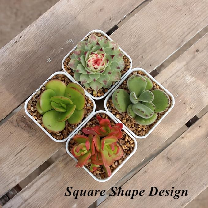 BangQiao 100 Pack 2.55 Inch Small White Plastic Square Nursery and Seedling Pot with Drain Hole for Germination, Cactus, Herb, Succulent