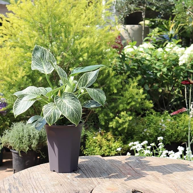 BangQiao 10 Pack 5.30 Inch Plastic Deep Nursery and Seedling Pots, Round Transplant Seed Starter Planter, Gray Color