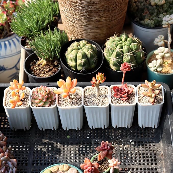 BangQiao 180 Pack 1.95 Inch Tiny White Plastic Square Nursery and Seedling Pot, Mini Deep Transplant Seed Starter Planter with Drain Hole for Germination, Herb, Succulent