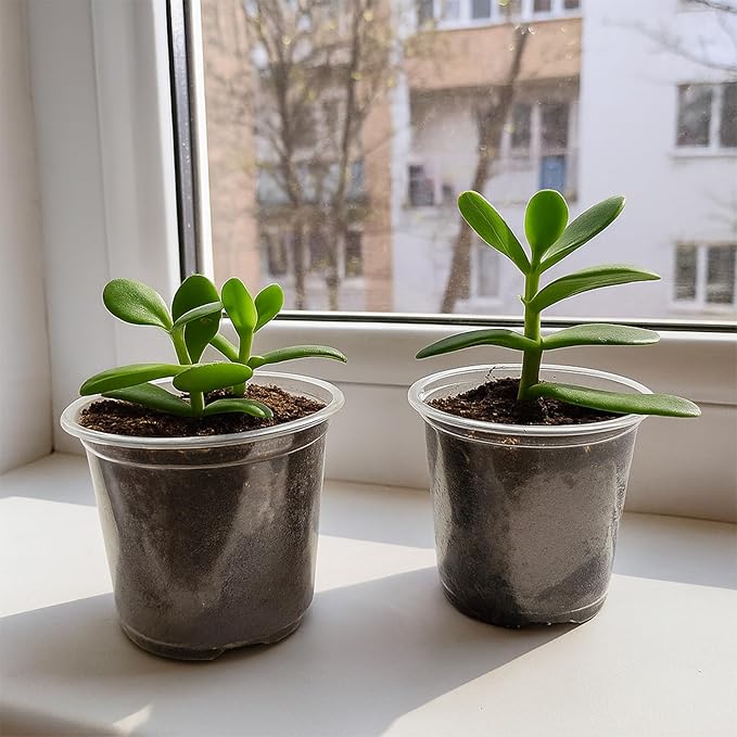 30 Packs Clear Nursery Pots with Drainage Hole 5 Inch Clear Pots for Plants Succulent Plant Pots Set Plastic Seedling Starting Pots Flower pots Planter Seed Starter, Clear