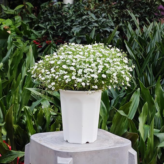 BangQiao 10 Pack 5.30 Inch White Plastic Deep Nursery Pot and Seedling Planter for Succulent, Cutting, Transplanting