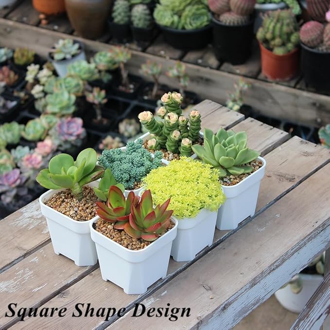 BangQiao 60 Pack 3.15 Inch Small White Plastic Square Nursery and Seedling Pot with Drainage Hole for Germination, Cactus, Herb, Succulent