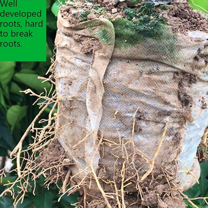 gardtree Plant Nursery Bags 5.5" * 6.3" 400PCS, Non-Woven Plant Grow Bags Fabric Seedling Starter Bags for Vegetable Flower Fruit Saplings Tree, Home Garden Supply