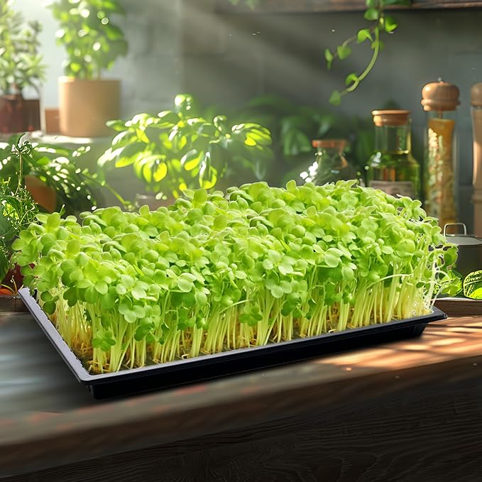 Growing Trays, 1020 Plant Nursery Trays Heavy Duty Seed Starter Flat Seedling Tray for 72/128 Cell Plug Tray Transplant Growing Microgreens (21"×11", 10 Pack, 1.6" Deep, Without Holes)