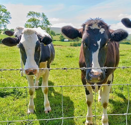 10GA 2.2MM Super Thick Heavy-Duty Farm Fence 4ft x 100ft Heavy Zinc Coating Cattle Fence,Galvanized Field Wire Fencing Deer Fence,Goat Fence,Hog Wire Fencing for Yard Livestock & Animals Protection