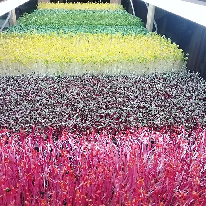 Bootstrap Farmer Microgreen Growing Trays, White 30 Pack, No Holes Heavy Duty Sprouting Tray